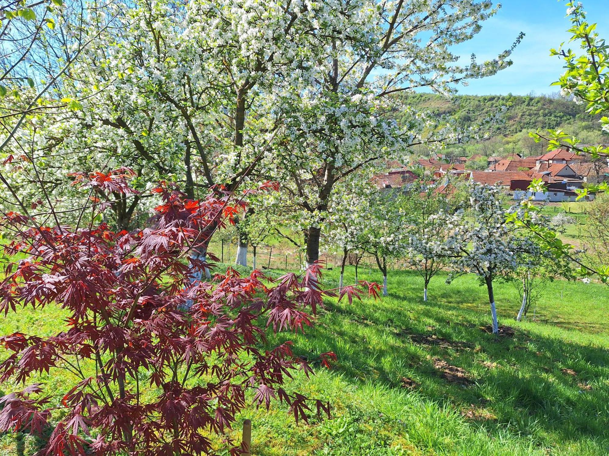 Casa Ciobanca Country house *